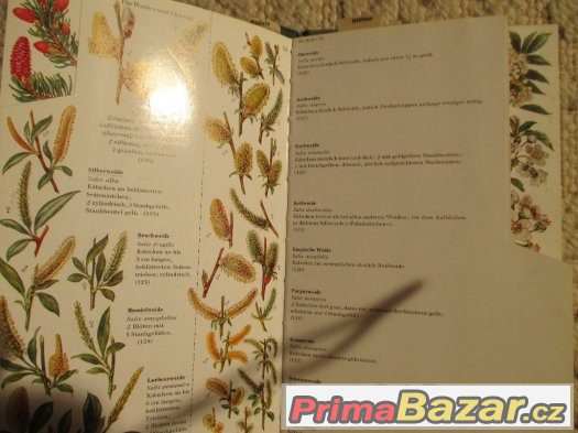 knha o dřevinách – fotografie 2