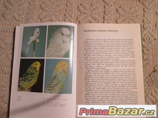 kniha o andulkách – fotografie 4
