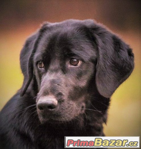 Baloo - menší labrador x, labradorský retrívr x, štěně, pes – fotografie 1