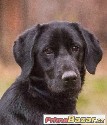 Baloo - menší labrador x, labradorský retrívr x, štěně, pes – fotografie 4