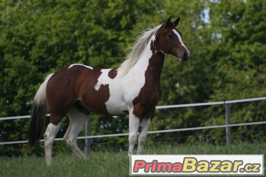 Atraktivní paint horse kobylka – fotografie 1