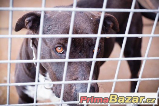 Rita - Americký stafordširský teriér x Americký pitbulteriér – fotografie 1
