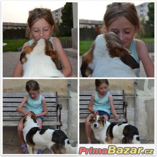 Maik - mladý pes - kříženec – fotografie 2