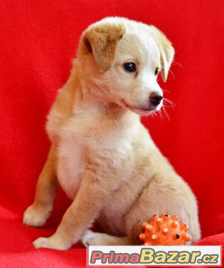 Tři malé princezny - štěně - fenka - fena – fotografie 4