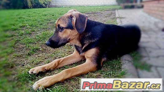 Tommy - štěně - pes - 8 měsíců - německý ovčákx, NO x – fotografie 4