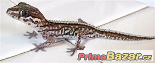 P.Pictus-SAMEC – fotografie 1