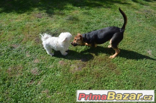 Taro - štěně - 5 měsíců - pes - kříženec – fotografie 2