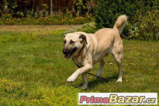 Trixie - mladá fenka, fena, odrostlé štěně - kříženec – fotografie 2