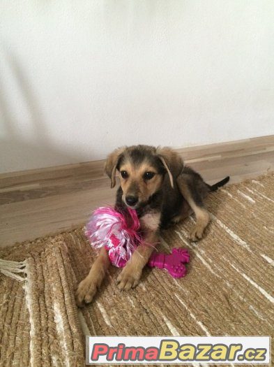 Gigi - štěně - fenka, fena - 3,5 měsíce - kříženec – fotografie 1