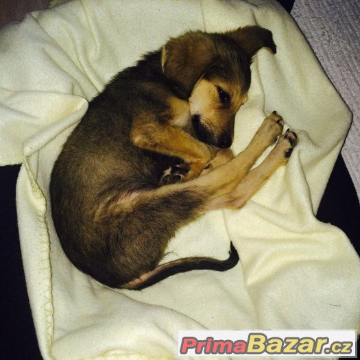 Gigi - štěně - fenka, fena - 3,5 měsíce - kříženec – fotografie 2