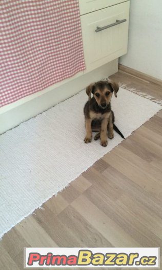 Gigi - štěně - fenka, fena - 3,5 měsíce - kříženec – fotografie 3