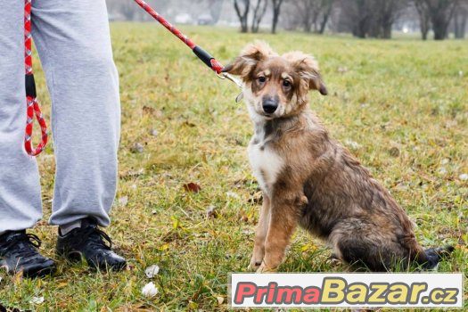Lukas - štěně - pes - 6 měsíců - kříženec střední velikosti – fotografie 4
