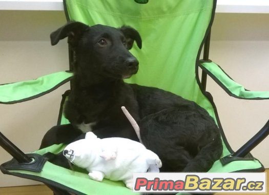 Bolt - štěně, pes - 4 měsíce - kříženec – fotografie 3