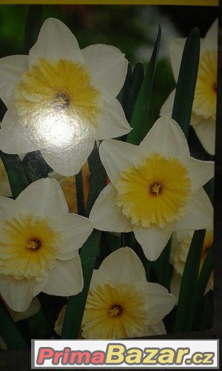 Narcisy – fotografie 2