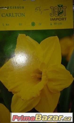 Narcisy – fotografie 3