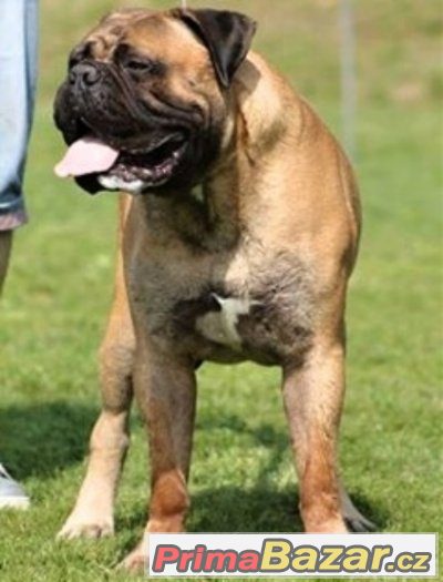 Bulmastif Bullmastiff Bullmastif – fotografie 2