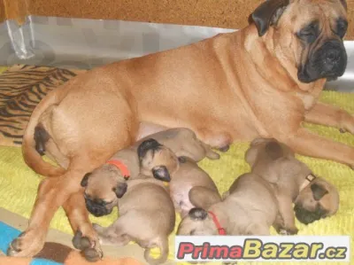 Bulmastif Bullmastiff Bullmastif