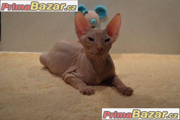 Don Sphynx s PP – fotografie 1