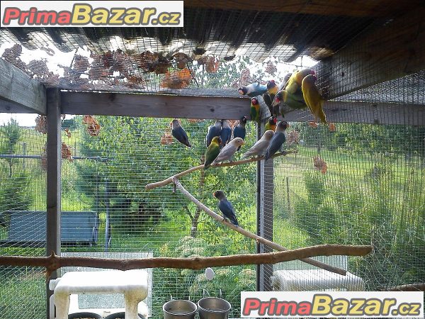 Prodám agapornis škraboškový – fotografie 3