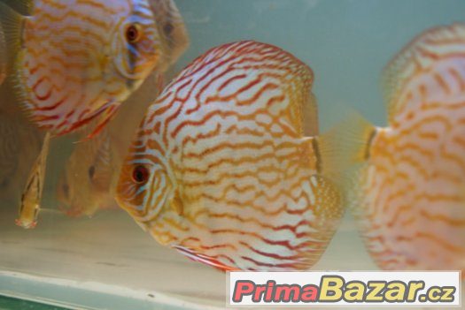 Discus - red tyrkys-mladí terčovci-levně – fotografie 2