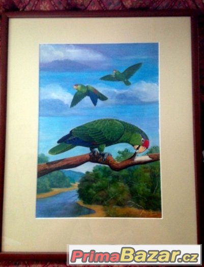 AMAZOŇAN - papoušci - 52x42 cm originál od malíře M.MUŠKÁTA – fotografie 1