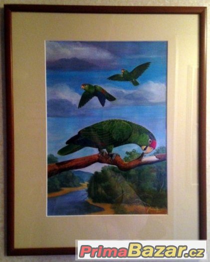 AMAZOŇAN - papoušci - 52x42 cm originál od malíře M.MUŠKÁTA – fotografie 3