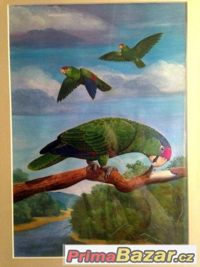 AMAZOŇAN - papoušci - 52x42 cm originál od malíře M.MUŠKÁTA – fotografie 4