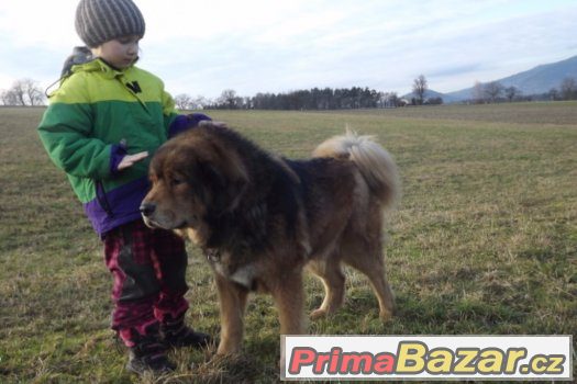 Štěňata TD, rodiče PP, zdraví – fotografie 3
