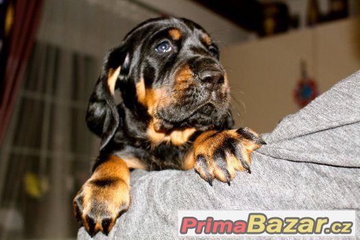 Black and Tan Coonhound štěňata s PP – fotografie 1