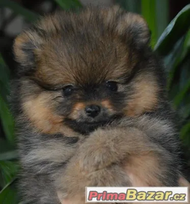 Trp.špic/pomeranian