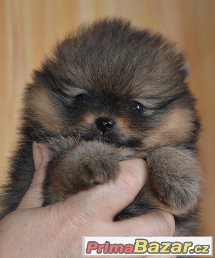 Trp.špic/ Pomeranian – fotografie 1