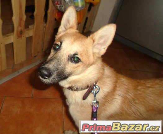 Goldie hledá nové páníčky :) – fotografie 4