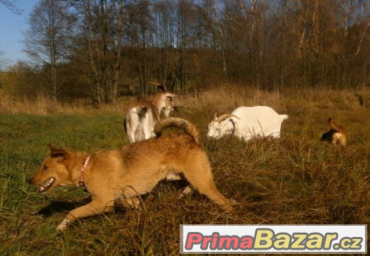 Pišta, mladý, hodný pes hledá domov :) – fotografie 5