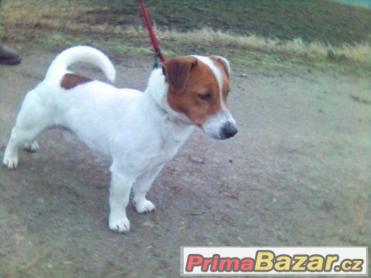 jack russel terier s pp – fotografie 2