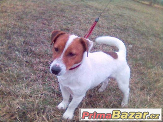 jack russel terier s pp – fotografie 5