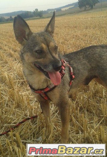Ený hledá domov :) – fotografie 1
