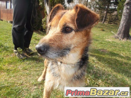 Rita čeká na svoje páníčky, dáte ji domov? :) – fotografie 4