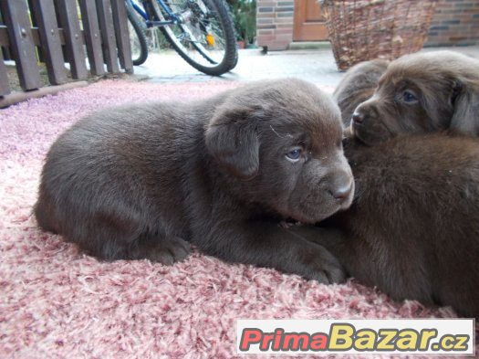 Labradorský retriever - štěňátka - CHS Z Vinice – fotografie 1