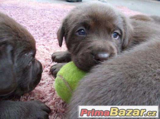 Labradorský retriever - štěňátka - CHS Z Vinice – fotografie 4