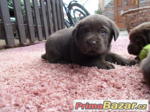 Labradorský retriever - štěňátka - CHS Z Vinice – fotografie 5