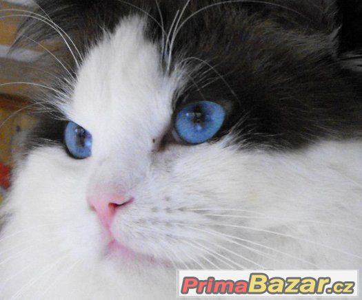 Ragdoll s PP – fotografie 1