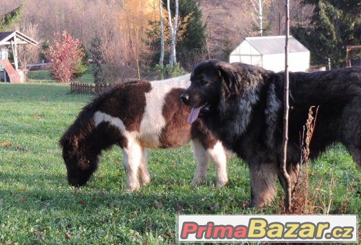 Minipony – fotografie 3