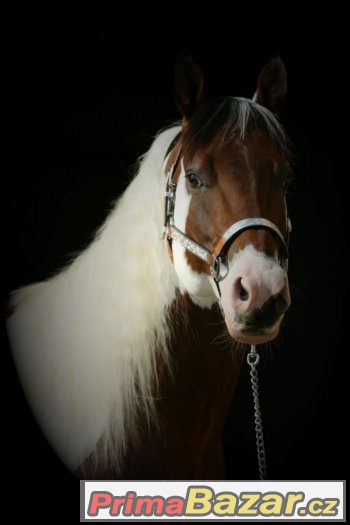 Levné připouštění hřebcem PAINT HORSE - akce prodloužena – fotografie 1
