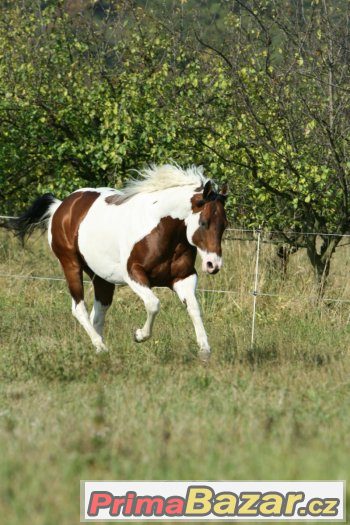 Levné připouštění hřebcem PAINT HORSE - akce prodloužena – fotografie 3