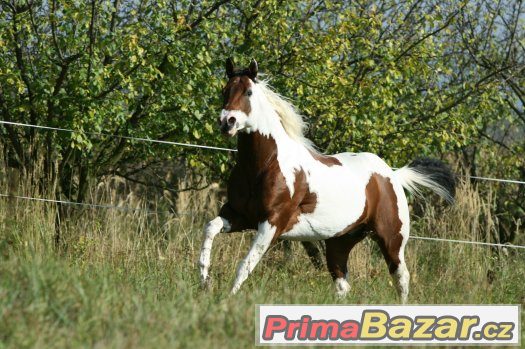 Levné připouštění hřebcem PAINT HORSE - akce prodloužena – fotografie 5