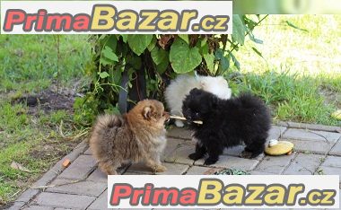 Pomeranian štenata na prodej s PP – fotografie 5