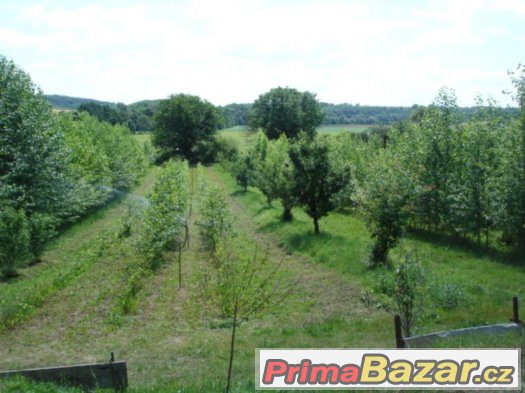 Vlašské ořechy – fotografie 3