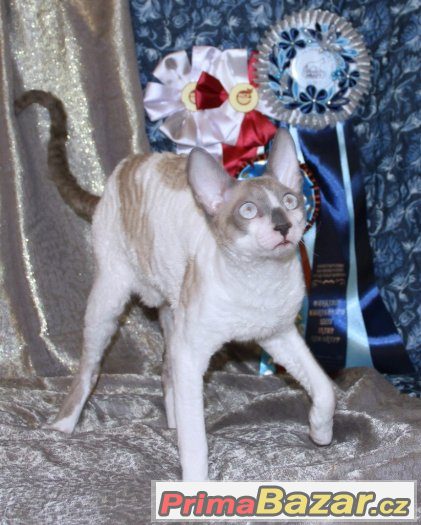 Kocour Cornish Rex s pp ke krytí – fotografie 4