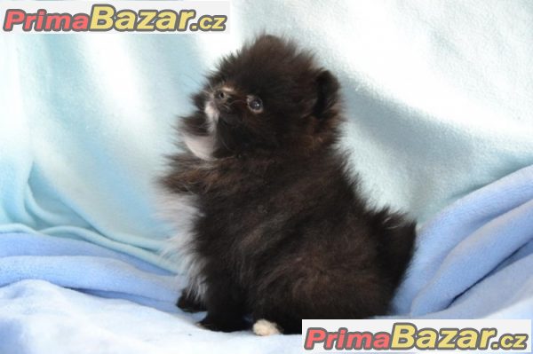 Trpaslicí špic/Pomeranian na prodej s PP – fotografie 1