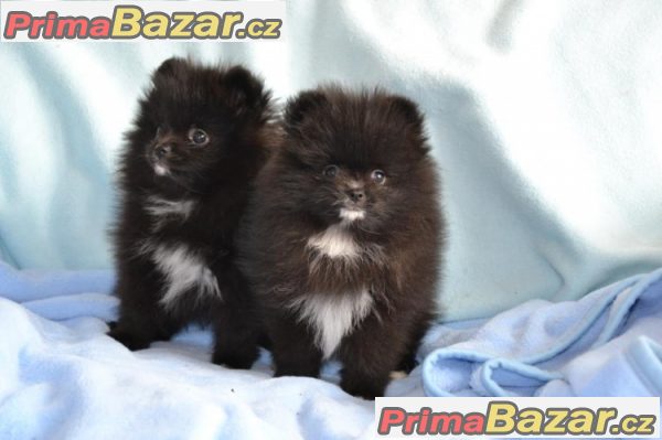 Trpaslicí špic/Pomeranian na prodej s PP – fotografie 3